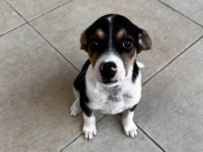 Cachorro raça SRD-ViraLata idade 2 a 6 meses nome Lola