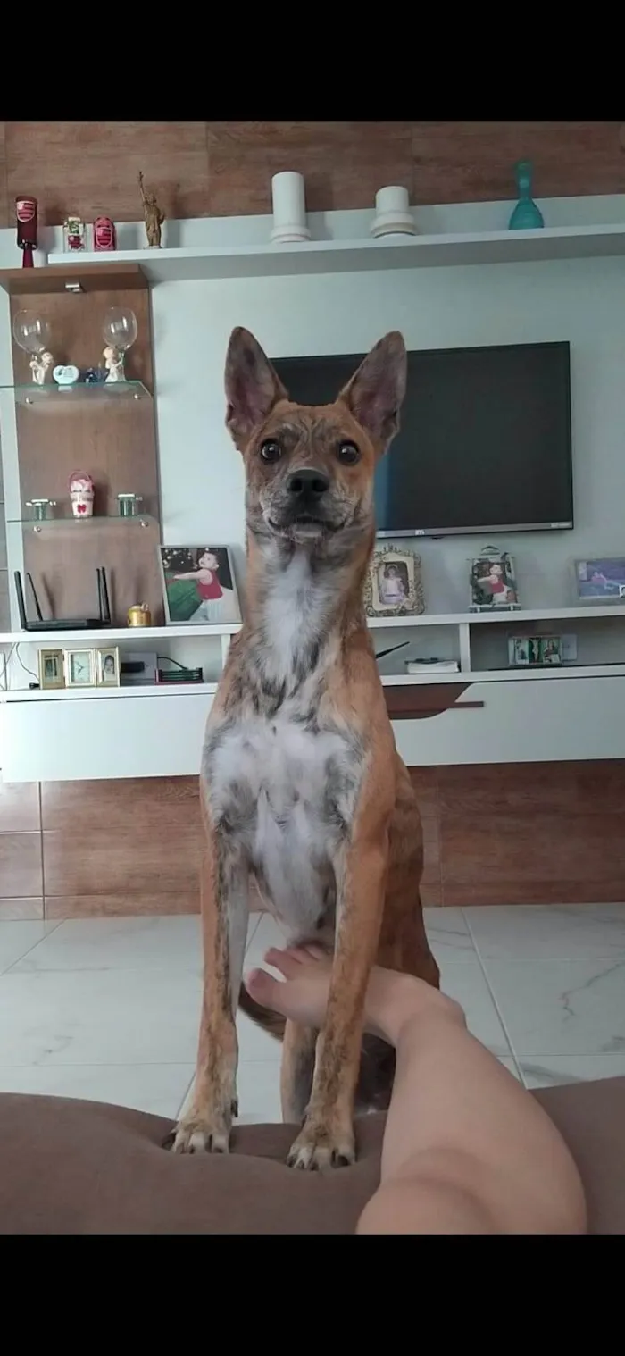 Cachorro ra a SRD-ViraLata idade 4 anos nome Sabrina 