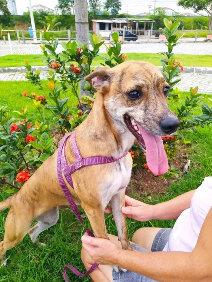 Cachorro ra a SRD-ViraLata idade 4 anos nome Sabrina 