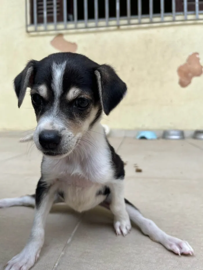 Cachorro ra a SRD-ViraLata idade 2 a 6 meses nome Laika 