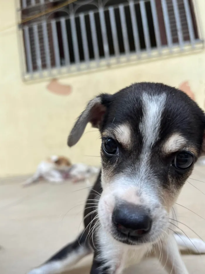 Cachorro ra a SRD-ViraLata idade 2 a 6 meses nome Laika 