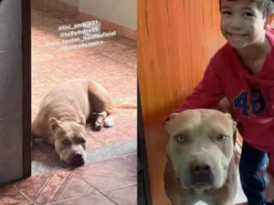 Cachorro raça Pit-Bull idade 3 anos nome Athena