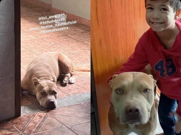 Cachorro ra a Pit-Bull idade 3 anos nome Athena