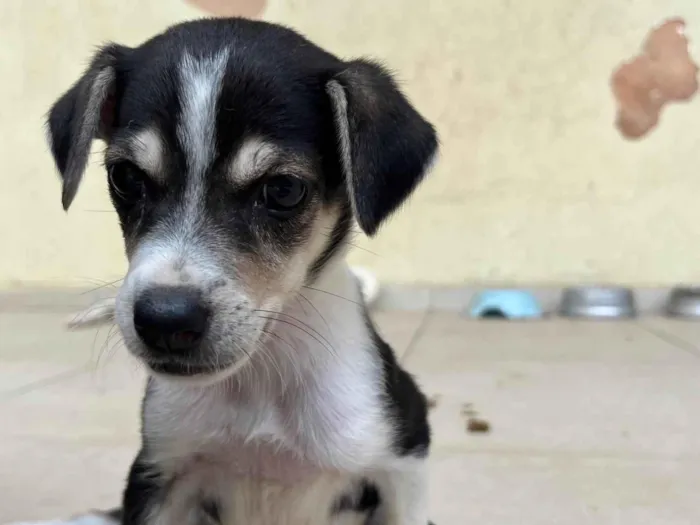 Cachorro ra a SRD-ViraLata idade 2 a 6 meses nome Laika 