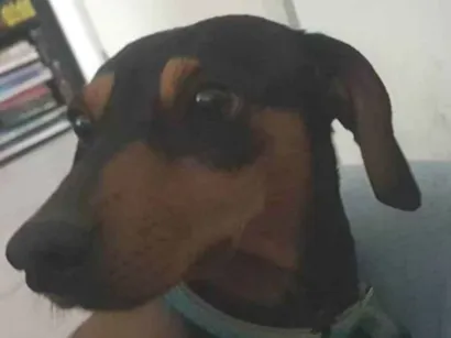 Cachorro raça Basset-Cofap idade 7 a 11 meses nome Buck