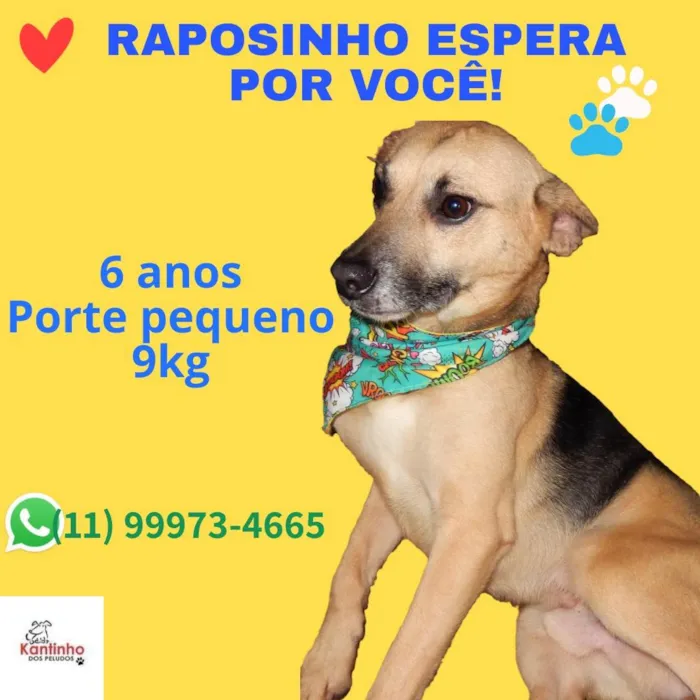 Cachorro ra a SRD-ViraLata idade 6 ou mais anos nome Raposinho