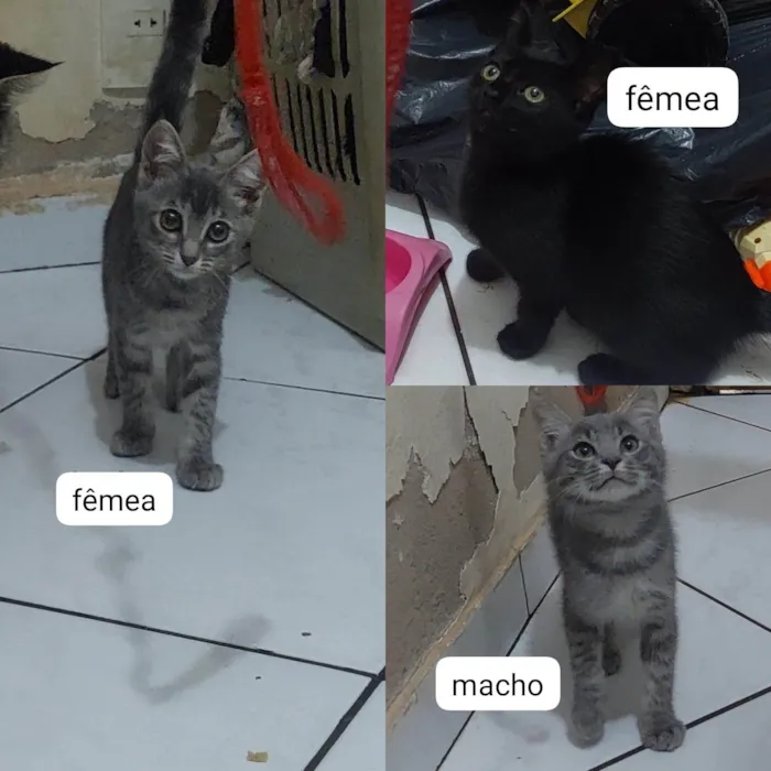 Gato ra a SRD-ViraLata idade 2 a 6 meses nome 3 Gatinhos