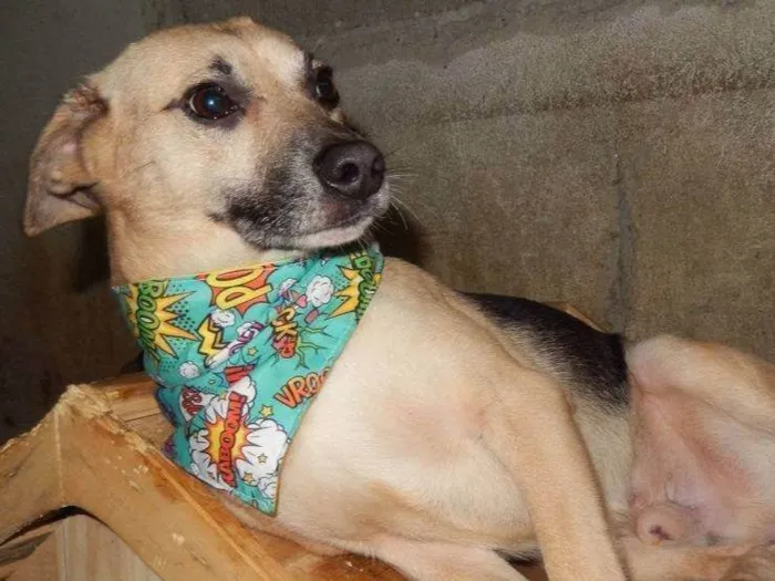 Cachorro ra a SRD-ViraLata idade 6 ou mais anos nome Raposinho