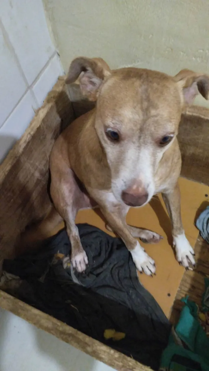 Cachorro ra a SRD-ViraLata idade 3 anos nome Princesa 