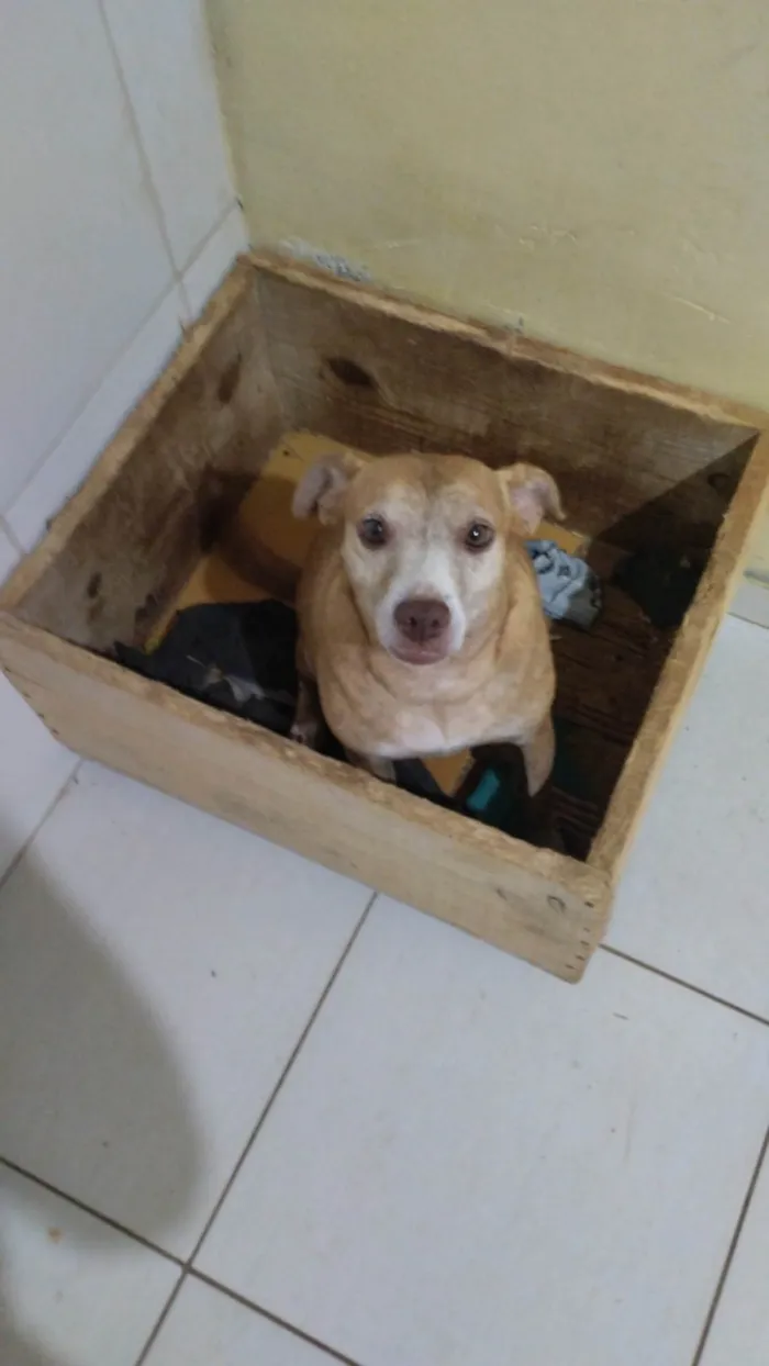 Cachorro ra a SRD-ViraLata idade 3 anos nome Princesa 