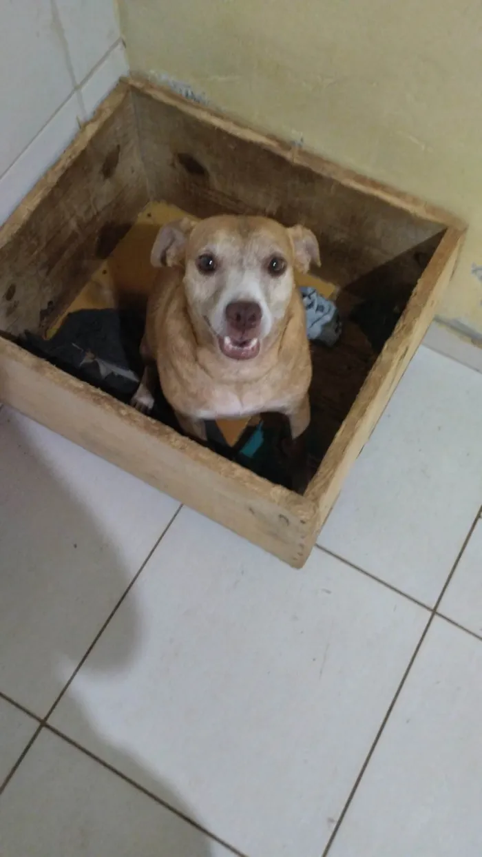 Cachorro ra a SRD-ViraLata idade 3 anos nome Princesa 