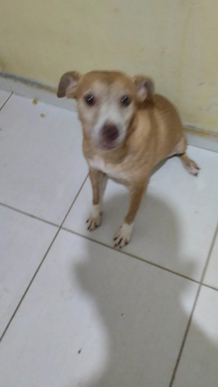 Cachorro ra a SRD-ViraLata idade 3 anos nome Princesa 