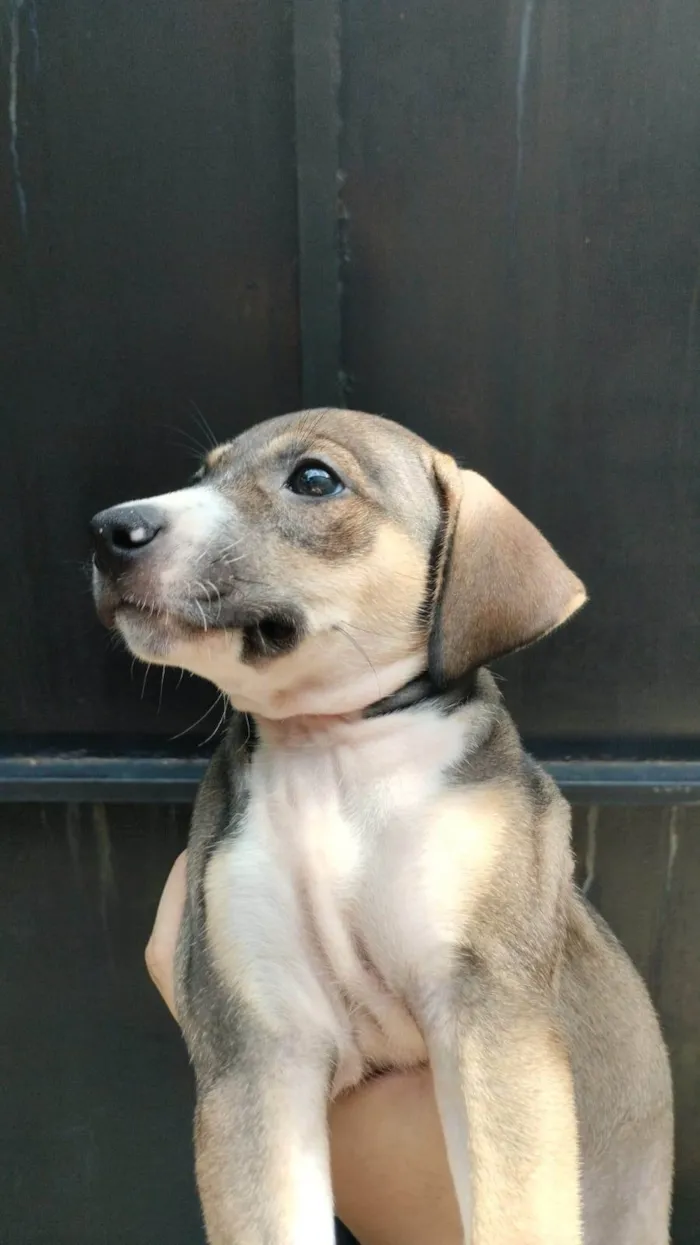 Cachorro ra a SRD-ViraLata idade Abaixo de 2 meses nome Sem nomes