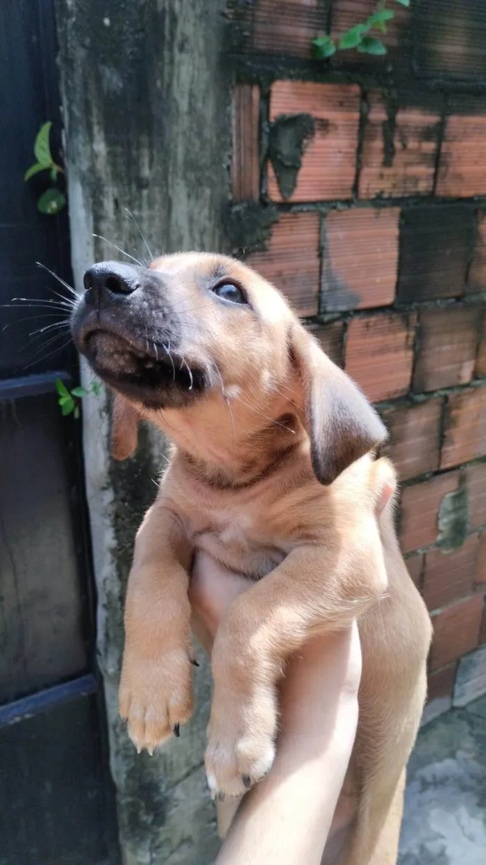 Cachorro ra a SRD-ViraLata idade Abaixo de 2 meses nome Sem nomes