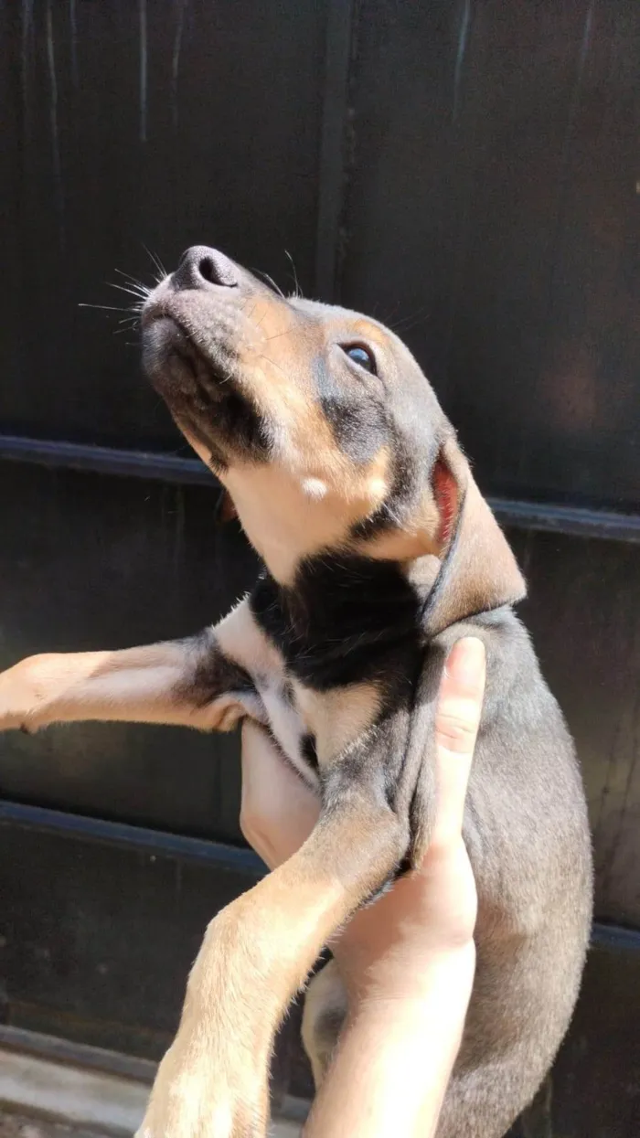 Cachorro ra a SRD-ViraLata idade Abaixo de 2 meses nome Sem nomes