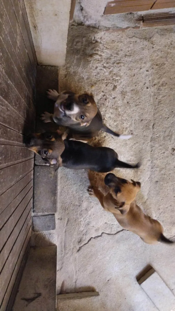 Cachorro ra a SRD-ViraLata idade Abaixo de 2 meses nome Sem nomes