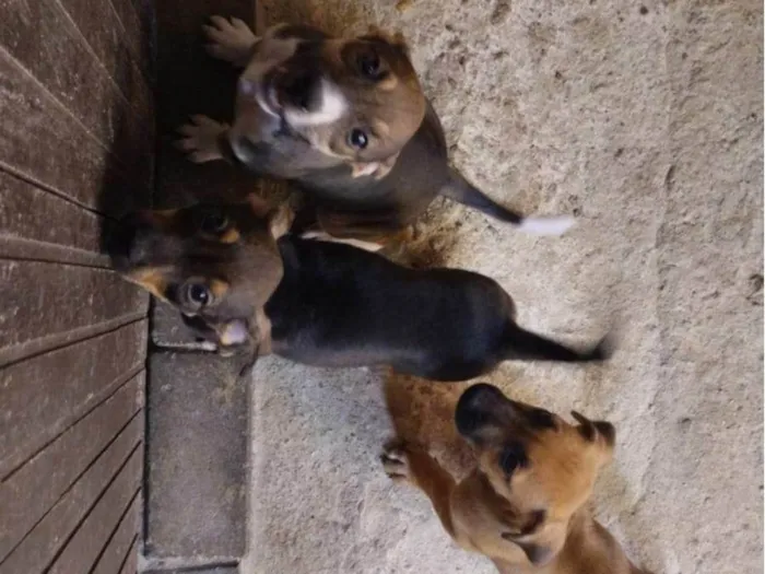 Cachorro ra a SRD-ViraLata idade Abaixo de 2 meses nome Sem nomes