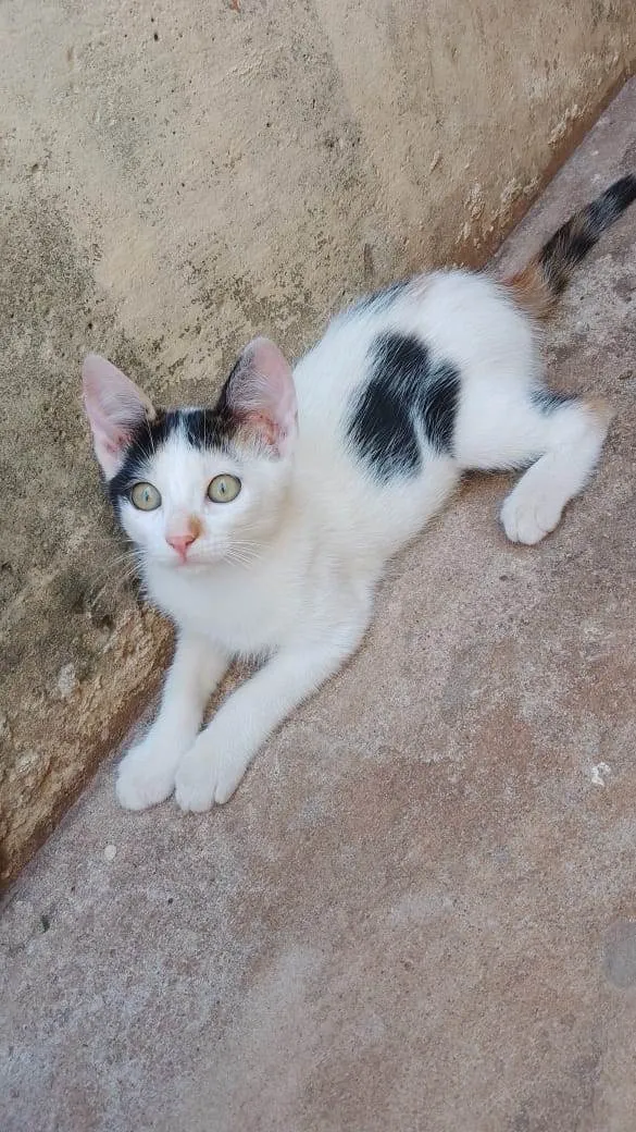 Gato ra a SRD-ViraLata idade 2 a 6 meses nome Sem nomes