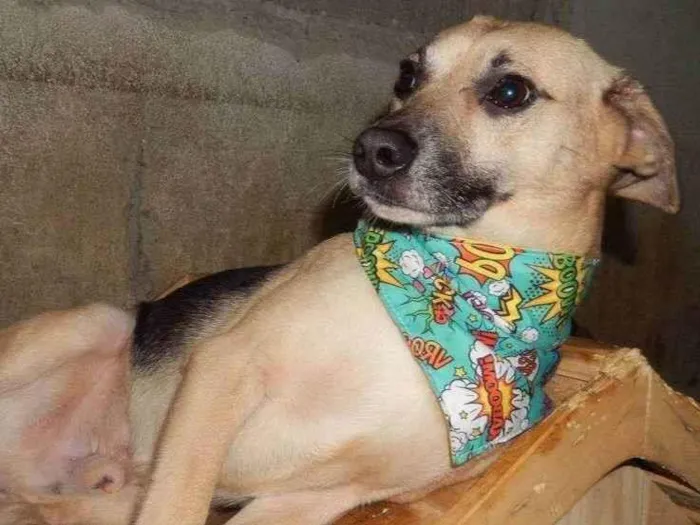 Cachorro ra a SRD-ViraLata idade 6 ou mais anos nome Raposinho