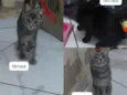 3 Gatinhos