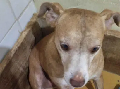 Cachorro raça SRD-ViraLata idade 3 anos nome Princesa 