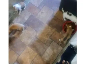 Cachorro raça SRD-ViraLata idade 2 a 6 meses nome Roberto 