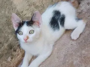 Gato raça SRD-ViraLata idade 2 a 6 meses nome Sem nomes