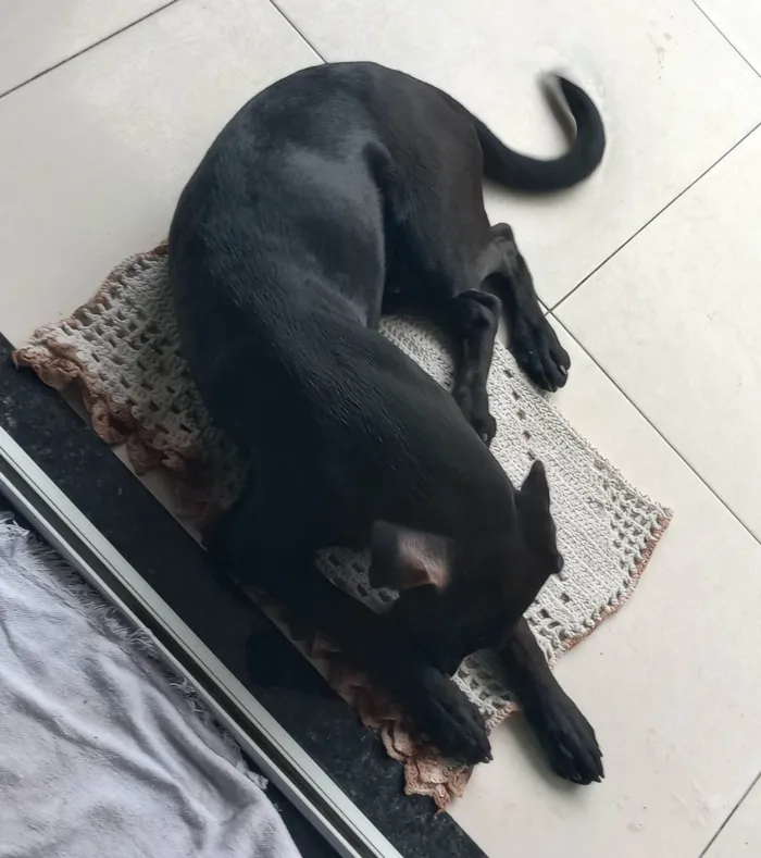 Cachorro ra a SRD-ViraLata idade 2 a 6 meses nome Floquinho 