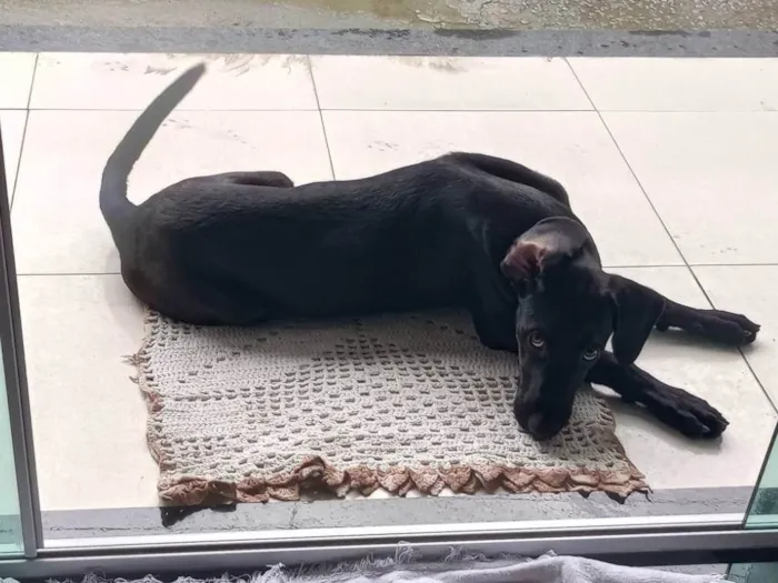 Cachorro ra a SRD-ViraLata idade 2 a 6 meses nome Floquinho 