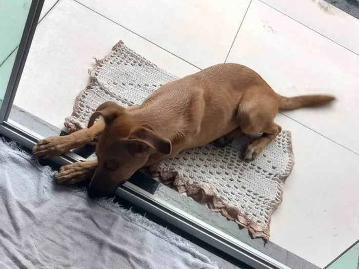 Cachorro ra a SRD-ViraLata idade 2 a 6 meses nome Simba