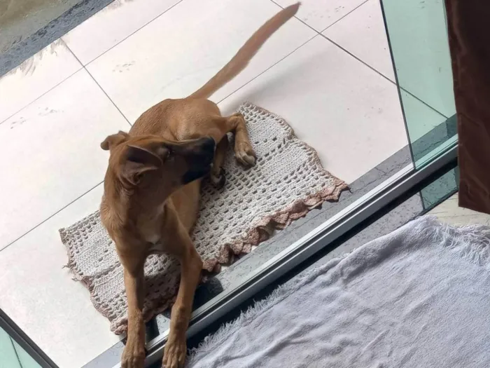 Cachorro ra a SRD-ViraLata idade 2 a 6 meses nome Simba