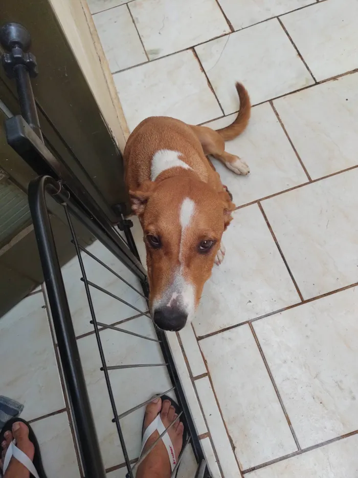 Cachorro ra a SRD-ViraLata idade 2 a 6 meses nome Simba 