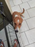 Simba