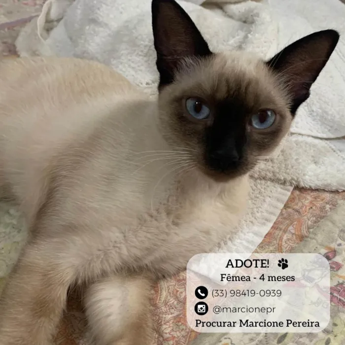 Gato ra a Siamês idade 2 a 6 meses nome Siamesa 