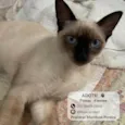 Siamesa