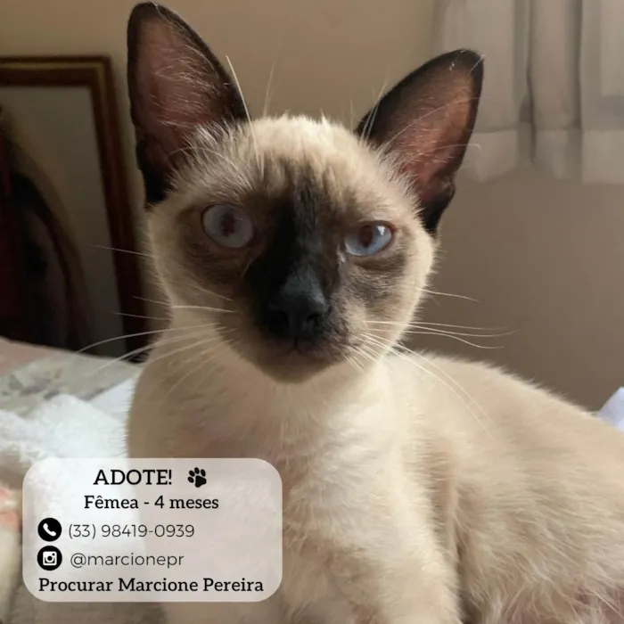 Gato ra a Siamês idade 2 a 6 meses nome Siamesa 