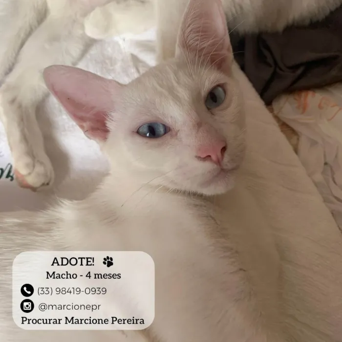 Gato ra a SRD-ViraLata idade 2 a 6 meses nome Mine Nora 