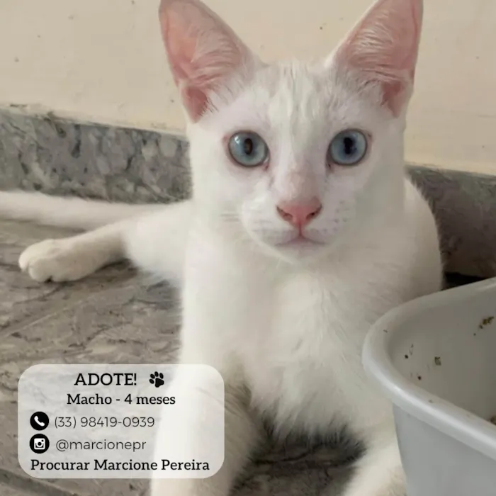 Gato ra a SRD-ViraLata idade 2 a 6 meses nome MINGAL 