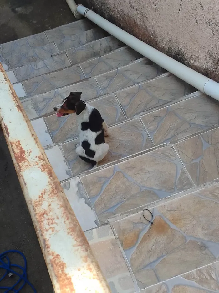 Cachorro ra a SRD-ViraLata idade 2 a 6 meses nome Tor