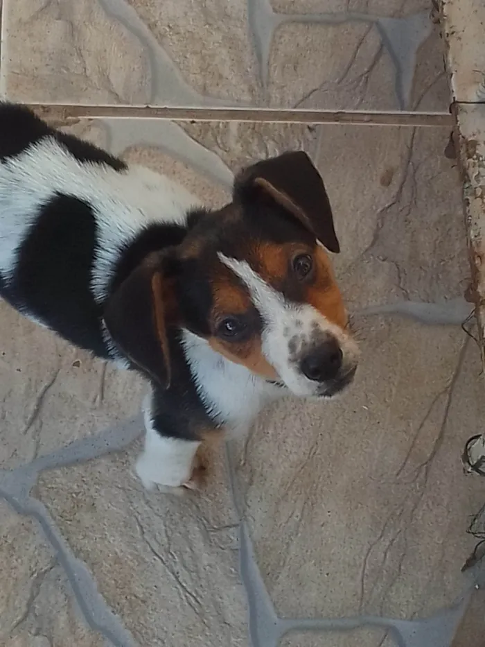 Cachorro ra a SRD-ViraLata idade 2 a 6 meses nome Tor