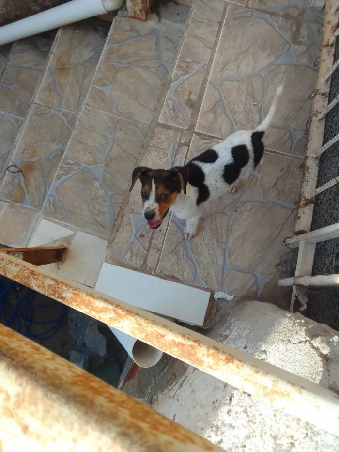 Cachorro ra a SRD-ViraLata idade 2 a 6 meses nome Tor