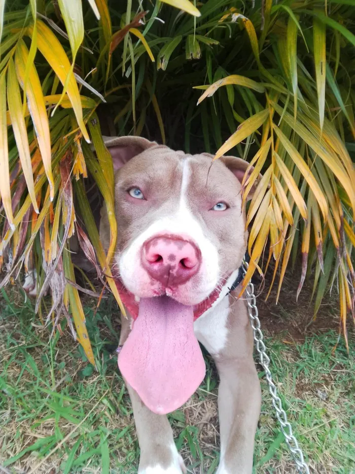 Cachorro ra a Pit-Bull idade 7 a 11 meses nome Dimitri