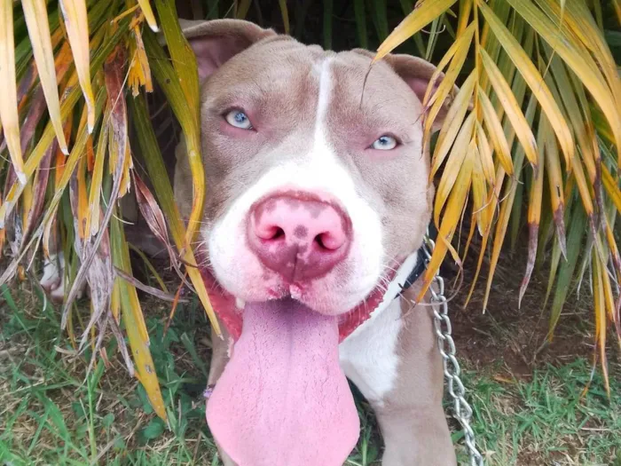 Cachorro ra a Pit-Bull idade 7 a 11 meses nome Dimitri