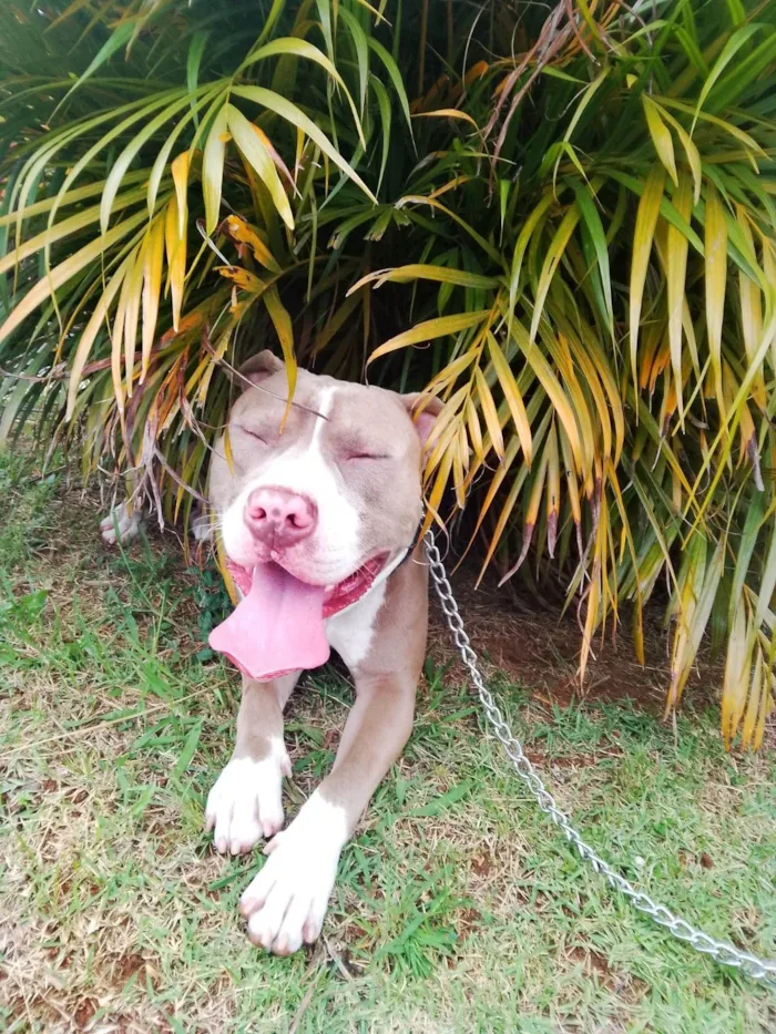 Cachorro ra a Pit-Bull idade 7 a 11 meses nome Dimitri