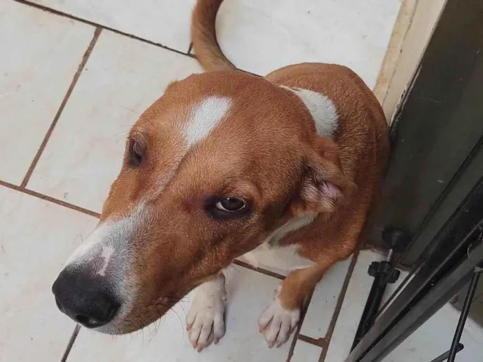 Cachorro ra a SRD-ViraLata idade 2 a 6 meses nome Simba 