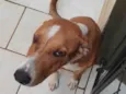 Simba