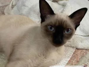 Gato raça Siamês idade 2 a 6 meses nome Siamesa 