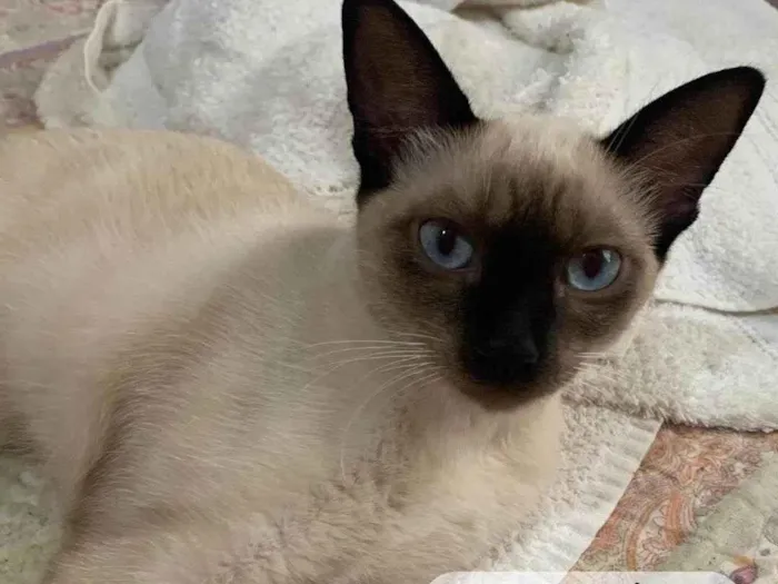 Gato ra a Siamês idade 2 a 6 meses nome Siamesa 