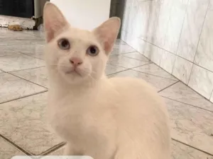 Gato raça SRD-ViraLata idade 2 a 6 meses nome MINGAL 