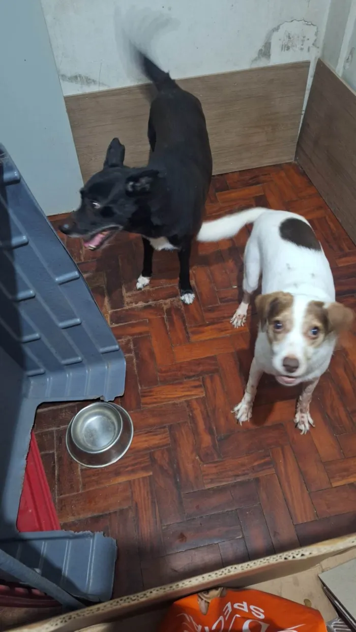 Cachorro ra a SRD-ViraLata idade 6 ou mais anos nome Loopy e Tapioca